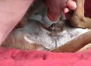 Male is fingering asshole of his doggy