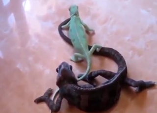Chameleon fuck scene with leathery reptiles