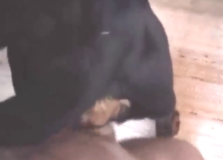 Sexy black beast is going to get off with a guy