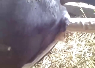 Pussy fucked, fisted anally, dominated for real