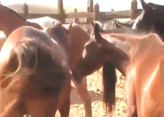 Zoo porn shows two horses fucking real hard