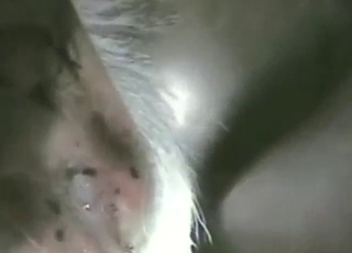 Watching a hot donkey fuck a sexy zoophile