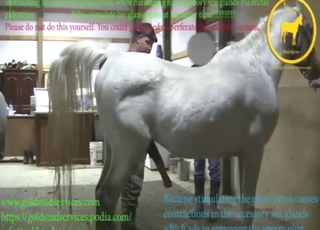 Appealing animal wants to get jerked off today