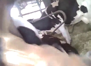 Hot zoophile porn with a guy who fucks a cow