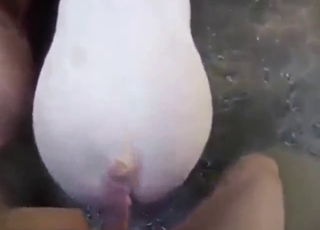 My way or highway - pig will have to take it