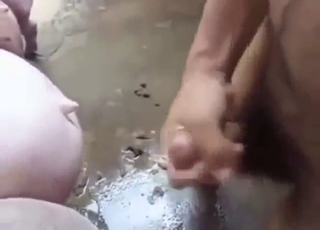 My way or highway - pig will have to take it