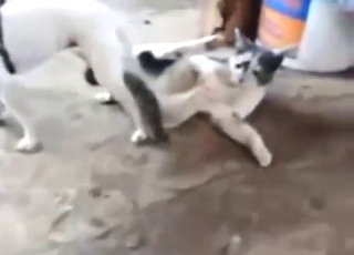 Cat and dog porn movie with taboo foreplay