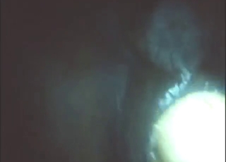 Nighttime zoophile porn with a mare being used