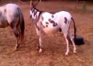 Horse pleasure session with hot and kinky sex