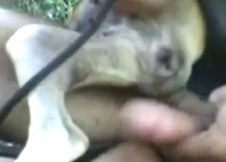 Guy shines in bestiality porn with close-up anal