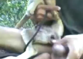 Guy shines in bestiality porn with close-up anal