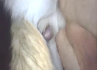 White sexy Husky fucking this dude in the ass