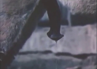 Natural tits and teasing in a donkey porn movie