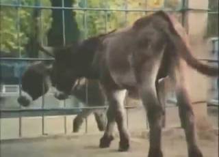 Natural tits and teasing in a donkey porn movie