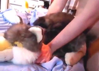 Dude's hard penis is used for plushie pleasure