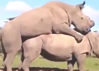 Zoo sex showing rhinoceros mating in the wild
