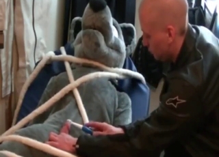 Strapped furry slut gets that dick jerked off