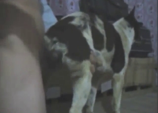 Doggystyle fuck scene with a dog that cums