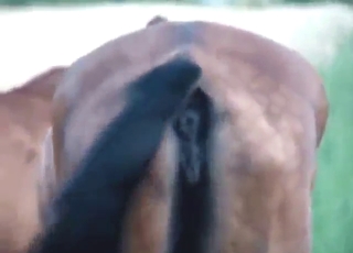 Mare pussy showcase in a kinky porn movie