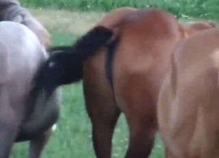 Mare pussy showcase in a kinky porn movie