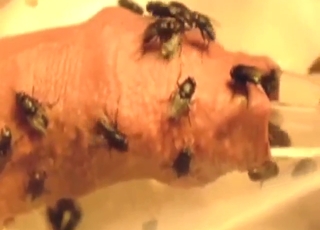 Kind of bestiality sex with flies in his foreskin