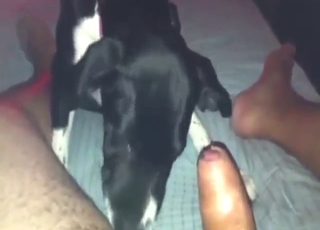 Bestiality sex scene with a guy who enjoys a BJ