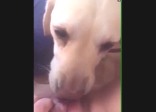 Sexy zoophile porn in POV with a dog going wild