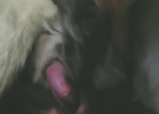 Phenomenal zoophile porn with a dog cock HJ