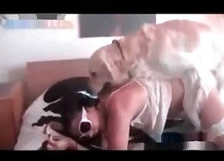Stunning fledgling homemade dog bestiality - アマチュアZoofilia 