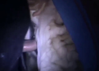 Zoophile porn shows a mare's pussy stretched