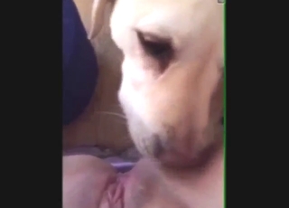 Sexy zoophile porn in POV with a dog going wild