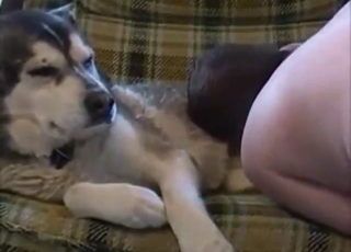 Zoophilic dude can hardly wait to fuck this beast