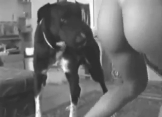 Zoo porn secretly recorded, she fucks her dog
