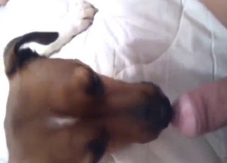 Oral zoo sex with a dog that loves foreskin
